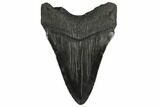 Fossil Megalodon Tooth - South Carolina #130711-2